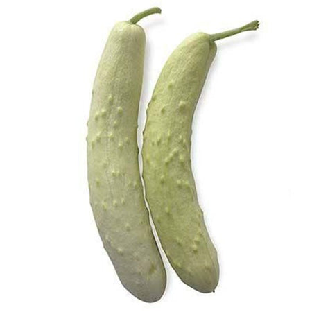 Semi di cetriolo "Mezzo lungo bianco" piante per orto e giardino Giardino e giardinaggio/Piante semi e bulbi/Piante da esterno/Vegetali La Zappa - Altamura, Commerciovirtuoso.it