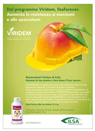 Concime fogliare promotore della resistenza dei frutti "ILSA No break" a base di calcio per orto e frutteti 1 lt Giardino e giardinaggio/Giardinaggio/Fertilizzanti e concimi/Fertilizzanti per vegetali La Zappa - Altamura, Commerciovirtuoso.it