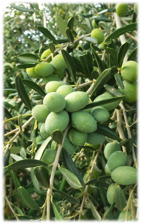 Olio Extravergine Di Oliva BIO "Coerema" Italiano Olio Evo Monocultivar Carolea Estratto A Freddo E Certificato Biologico olio Cataldo Società Agricola - Siderno, Commerciovirtuoso.it