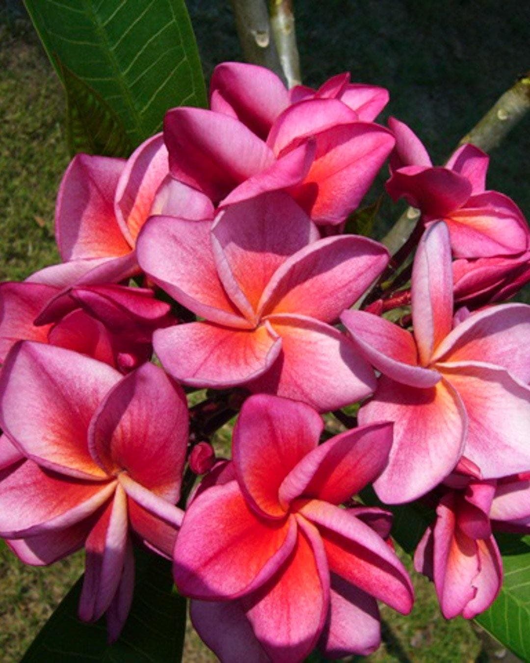 Plumeria "Dulcemia" rosa-gialla (Frangipani, Pomelia) - 2