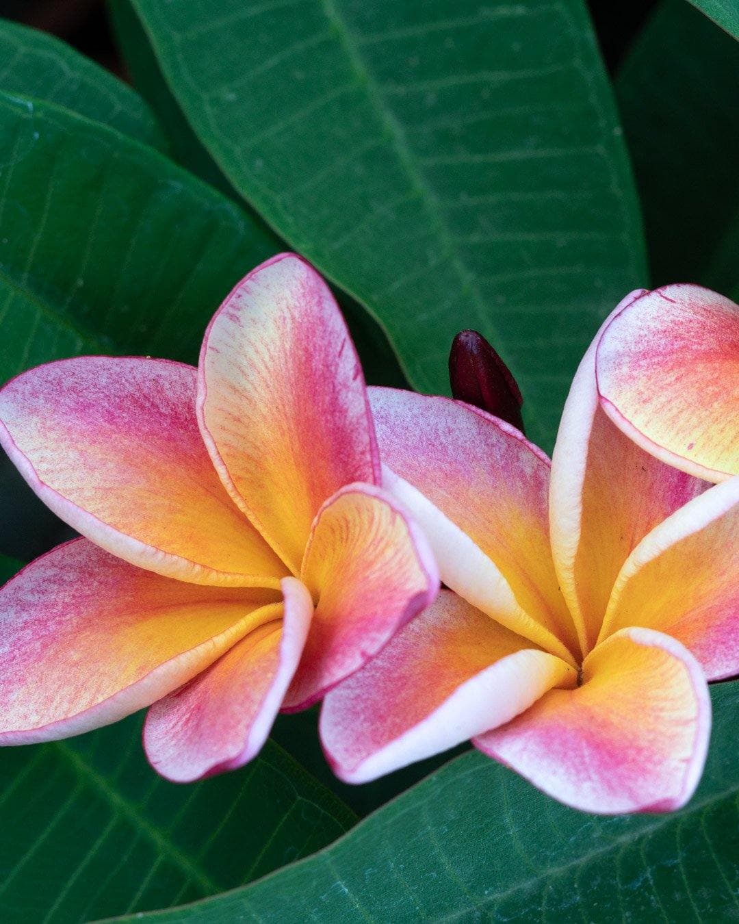 Plumeria "Dulcemia" rosa-gialla (Frangipani, Pomelia) - 3