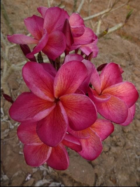 Plumeria "Desert Sunrise" rosa-arancione (Frangipani, Pomelia) - 7