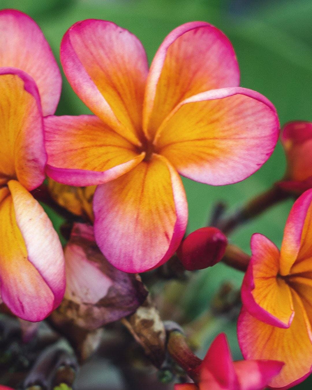 Plumeria "Desert Sunrise" rosa-arancione (Frangipani, Pomelia) - 5