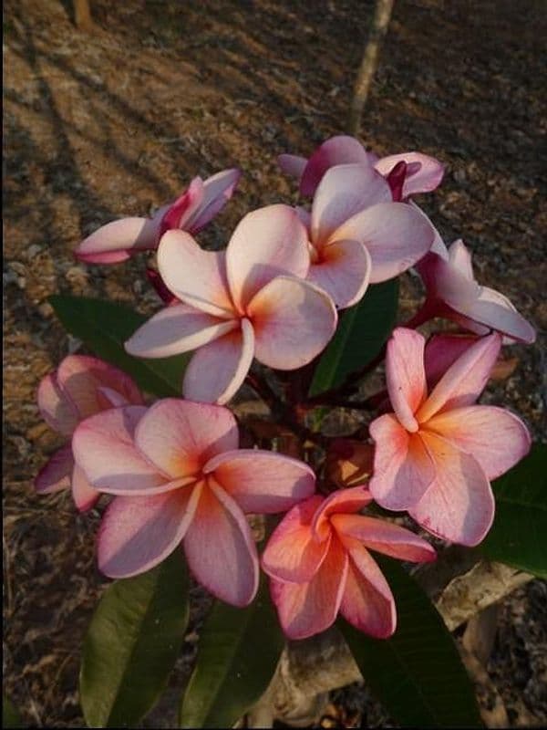 Plumeria "Coho" rosa (Frangipani, Pomelia) – M - Diametro 18 – Max Best Plants – viola