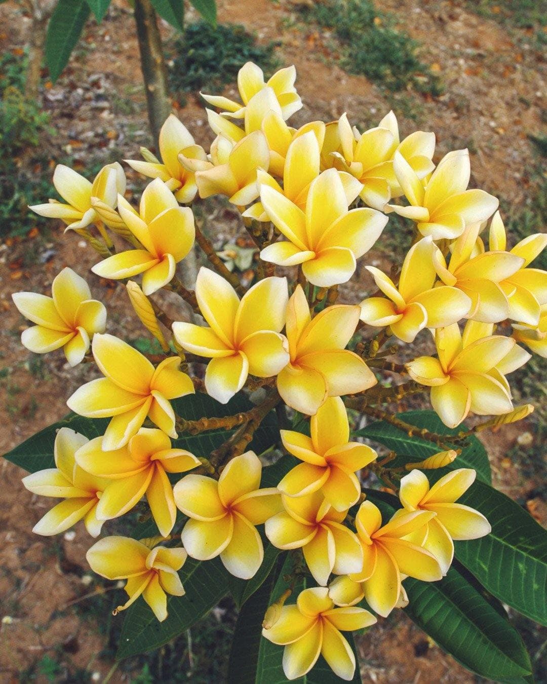 Plumeria "Afrique" gialla (Frangipani, Pomelia) - 4