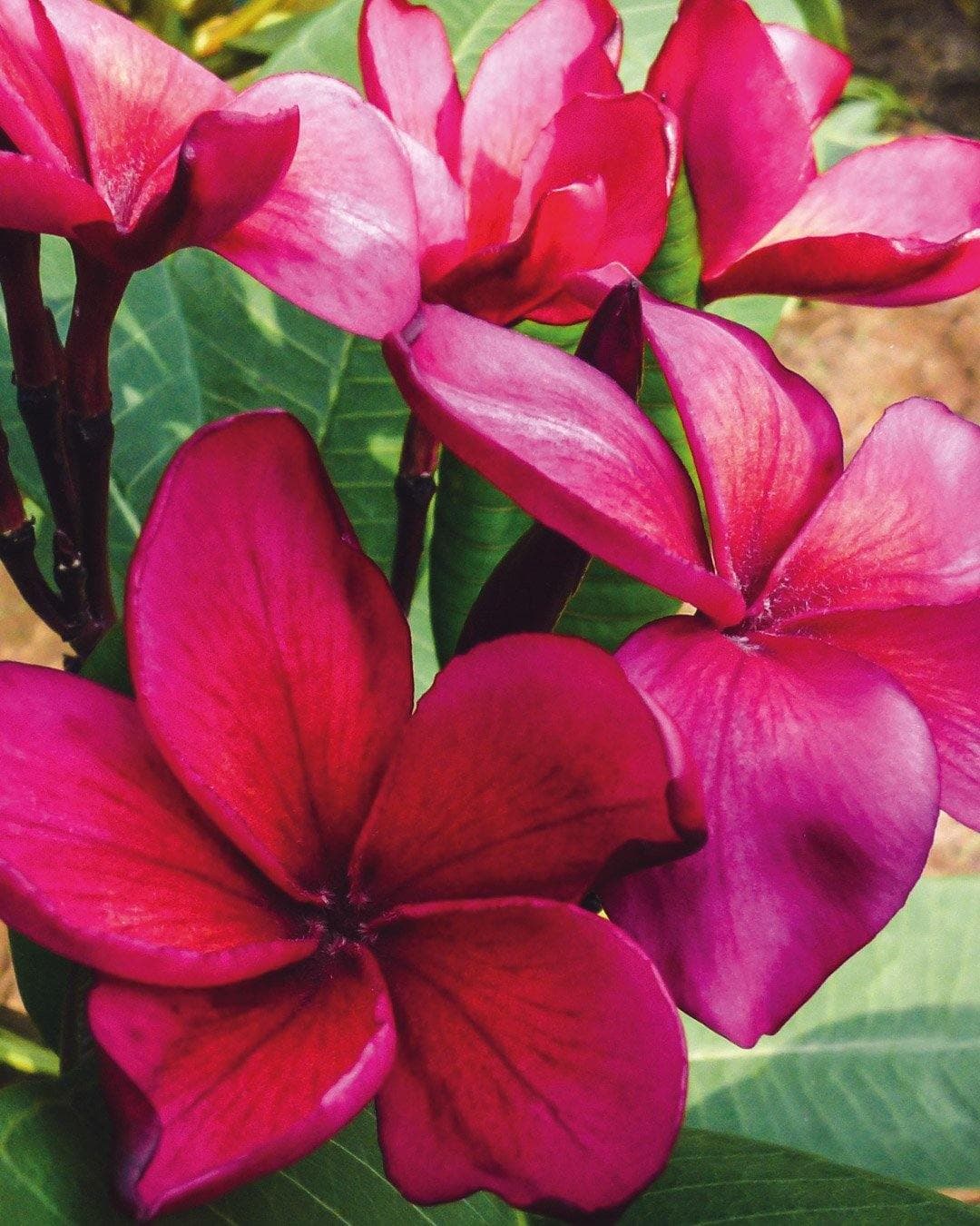 Piante di Fiori da Interno
