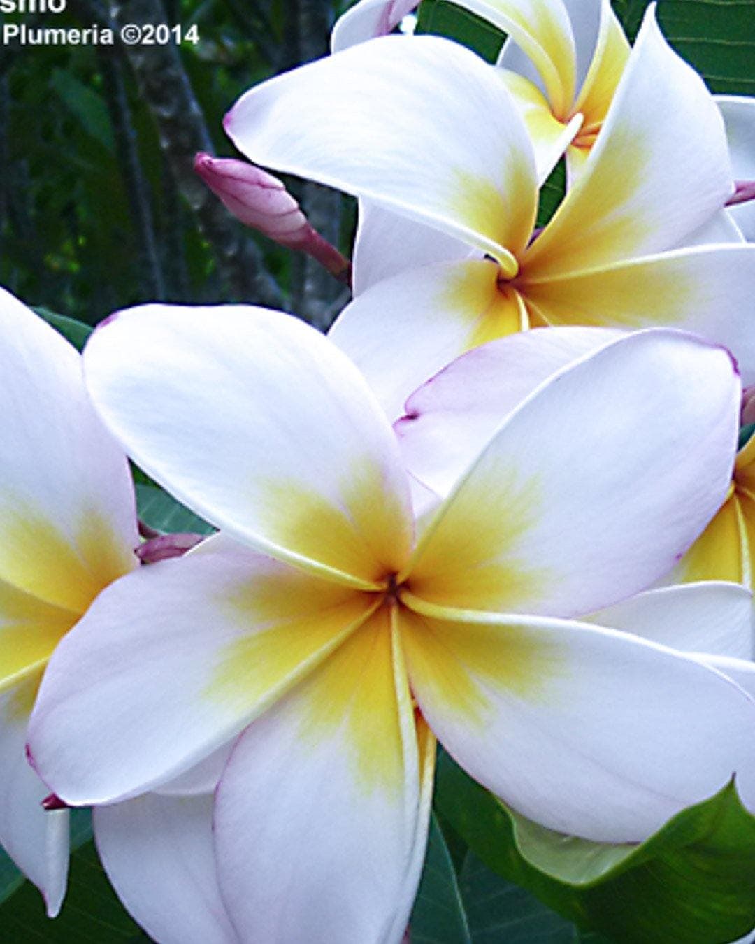 Plumeria "Cosmo" bianca-gialla(Frangipani, Pomelia) - 2