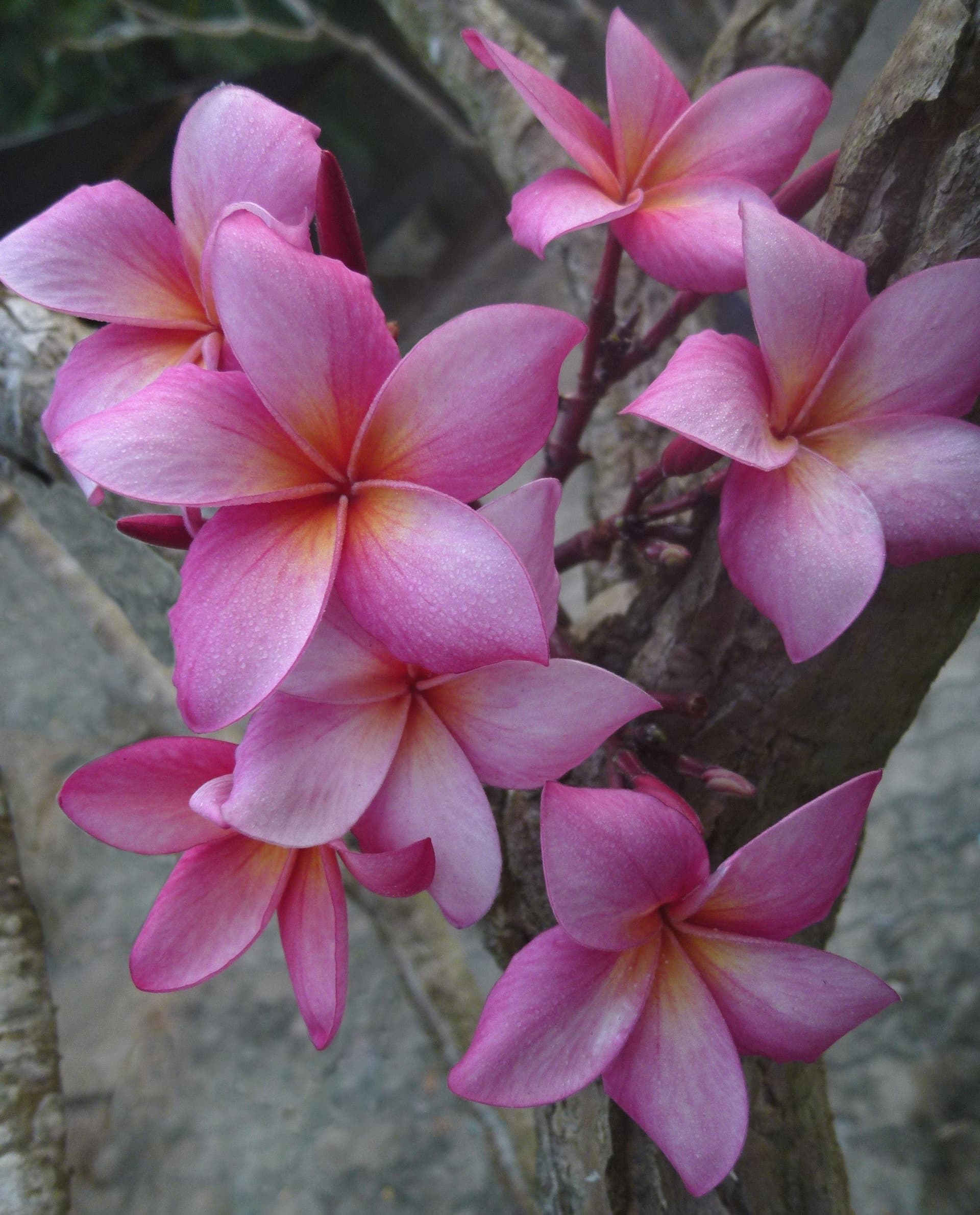 Plumeria "Buster" rosa-arancione (Frangipani, Pomelia) – M - Diametro 18 – Max Best Plants – viola