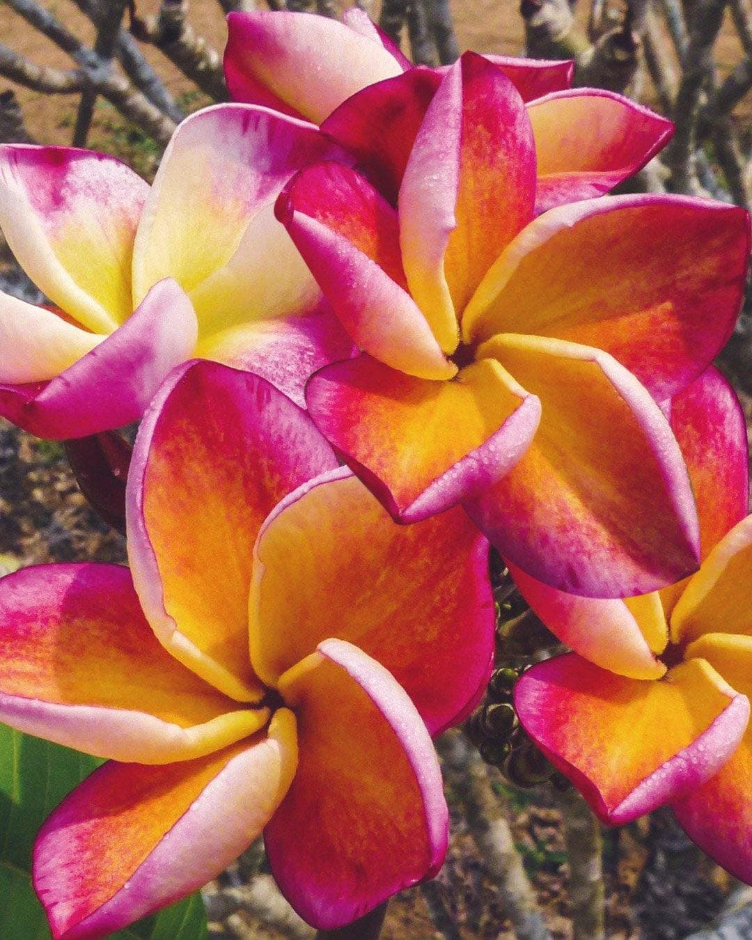 Plumeria "Captivate" gialla-rosa-arancione (Frangipani, Pomelia) – M - Diametro 18 – Max Best Plants – pianta