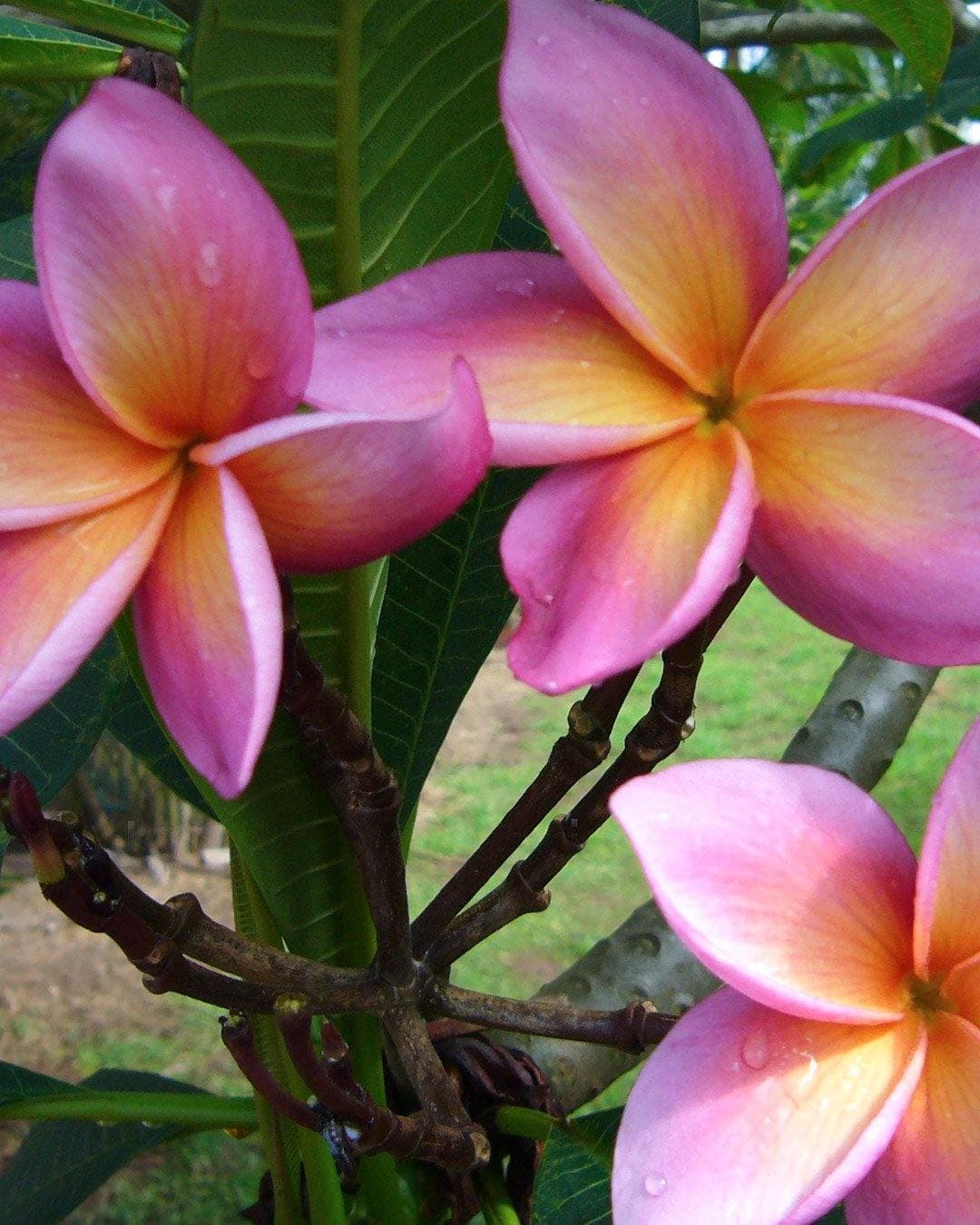 Plumeria "Cherokee Geisha" rosa-gialla (Frangipani, Pomelia)