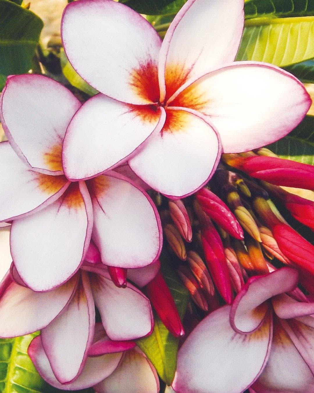 Piante di Fiori da Esterno