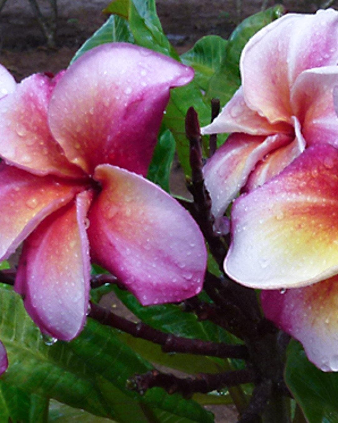 Plumeria "Enigma" rosa-red-bianca (Frangipani, Pomelia) – M - Diametro 18 – Max Best Plants – viola