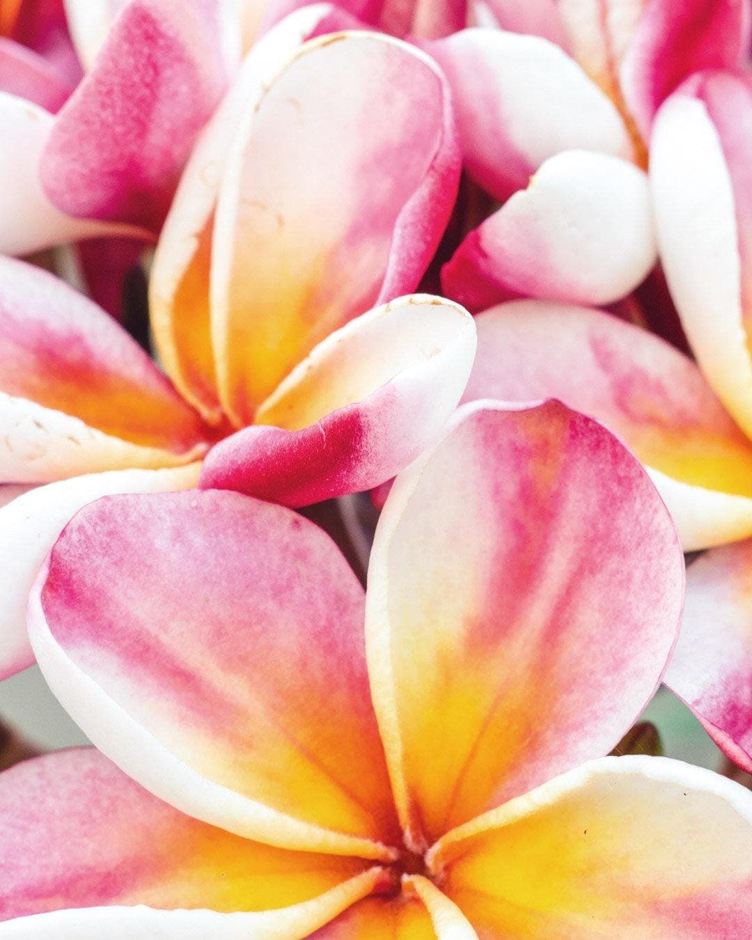 Plumeria "Matisse" rosa-bianca-gialla (Frangipani, Pomelia)