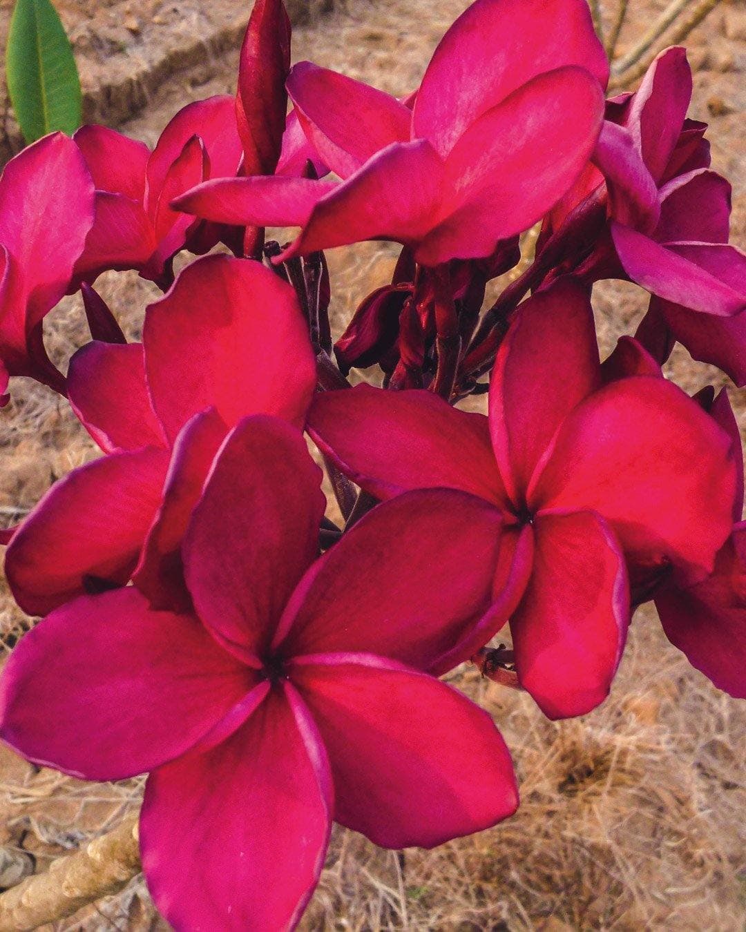 Plumeria "Panitta's Red" rossa (Frangipani, Pomelia) – M - Diametro 18 – Max Best Plants – viola