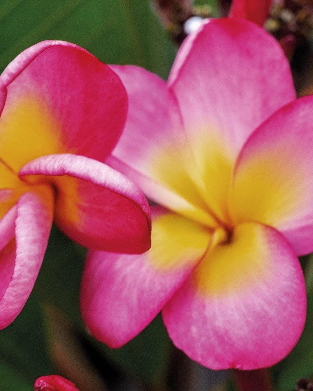Plumeria "Mona Lisa" rosa-gialla (Frangipani, Pomelia) - 2