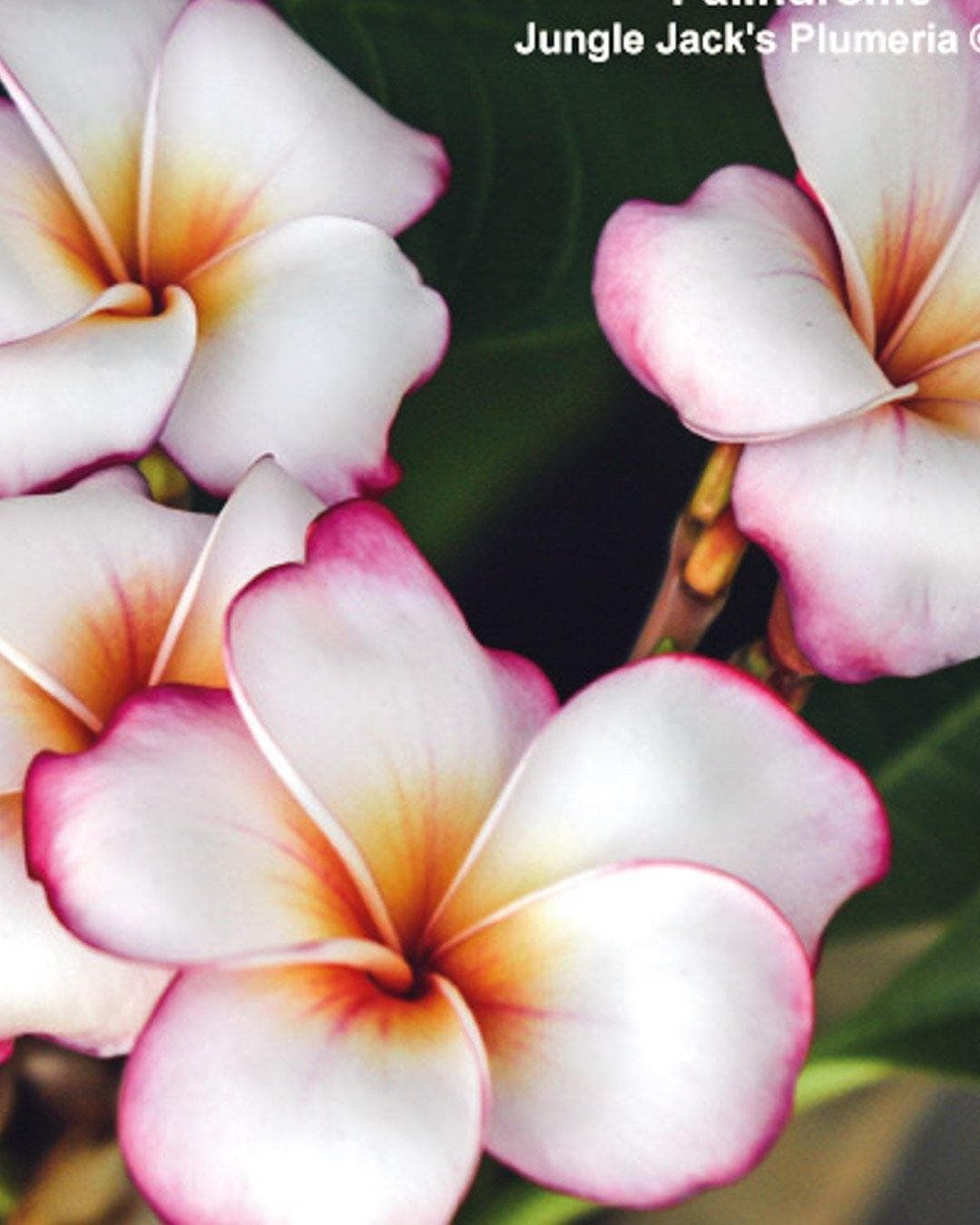 Plumeria "Palindrome" arancione-viola-bianca (Frangipani, Pomelia)