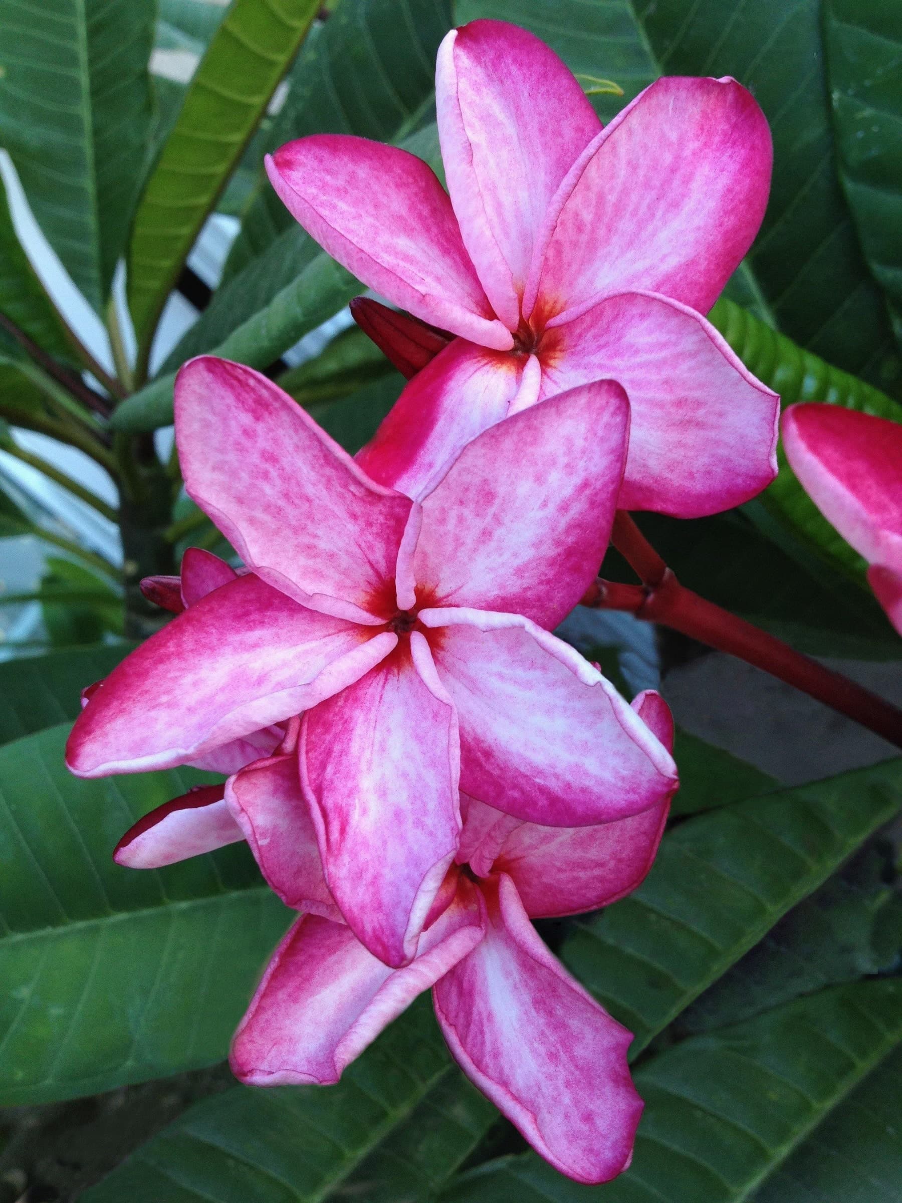 Plumeria "Nirvana" rosa-bianca (Frangipani, Pomelia) - 2