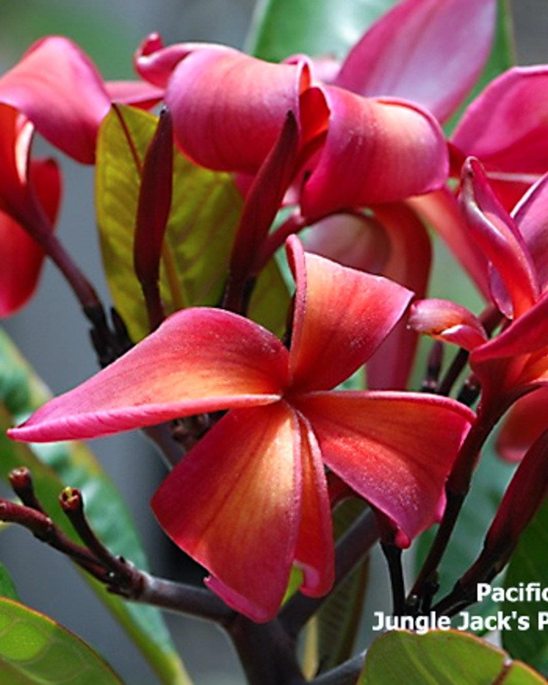 Plumeria "Pacific Dawn" rossa (Frangipani, Pomelia) – M - Diametro 18 – Max Best Plants – pianta