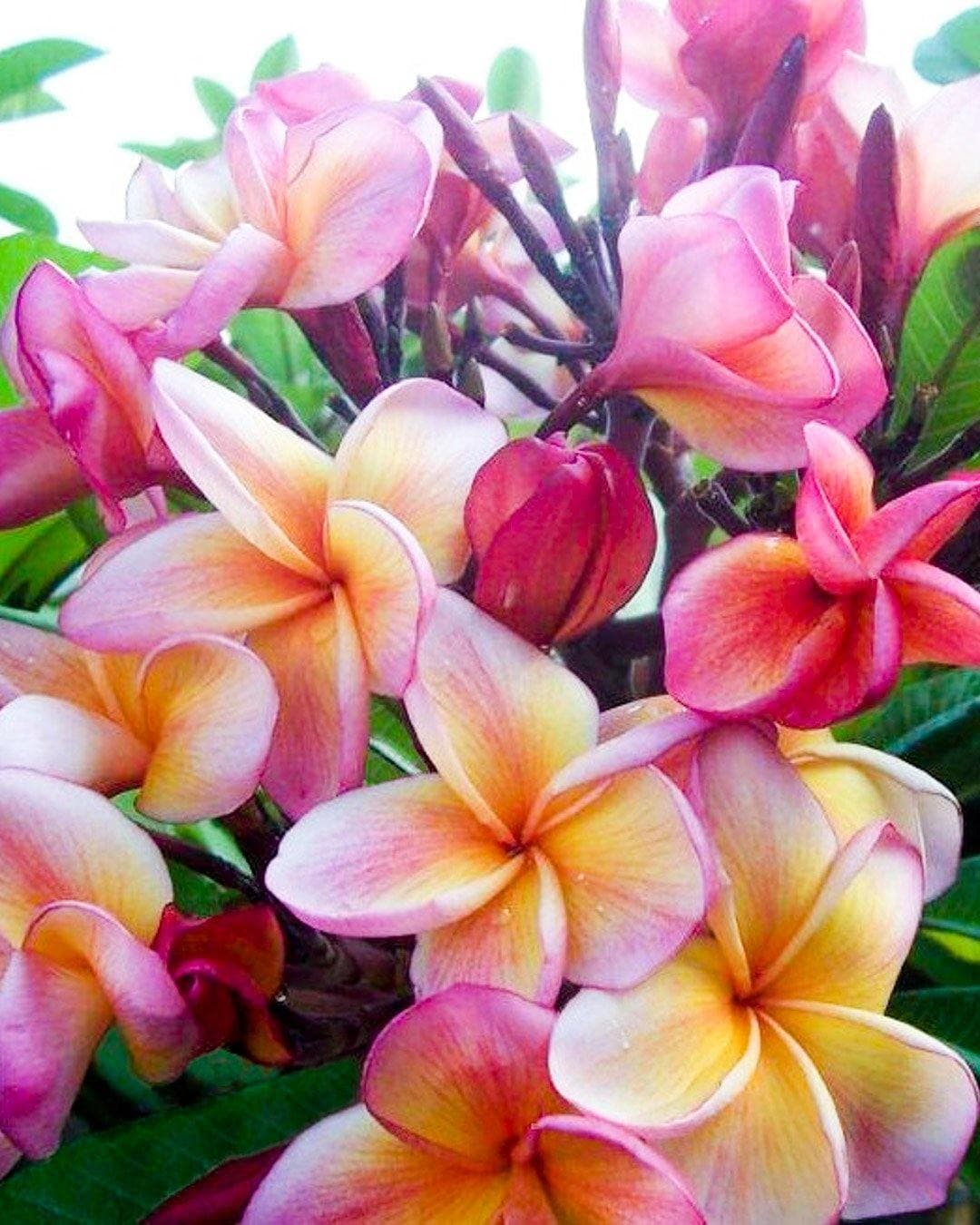 Plumeria "Orange Jack" arancione-rosa-bianca (Frangipani, Pomelia)