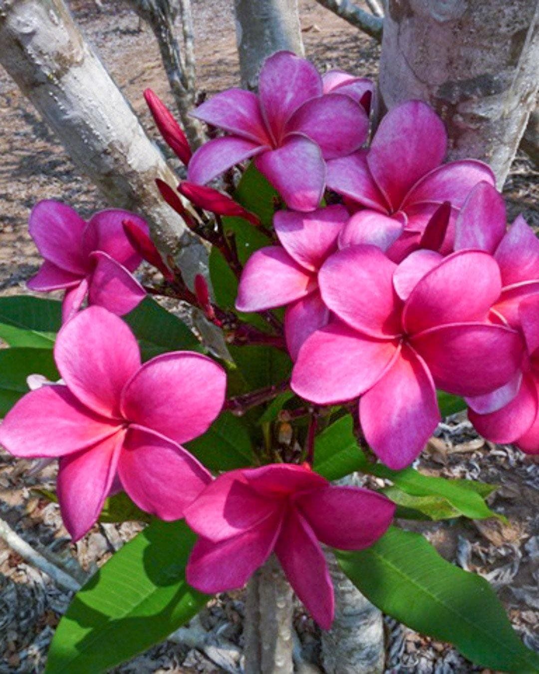 Plumeria "Nevita" rosa (Frangipani, Pomelia) – M - Diametro 18 – Max Best Plants – pianta