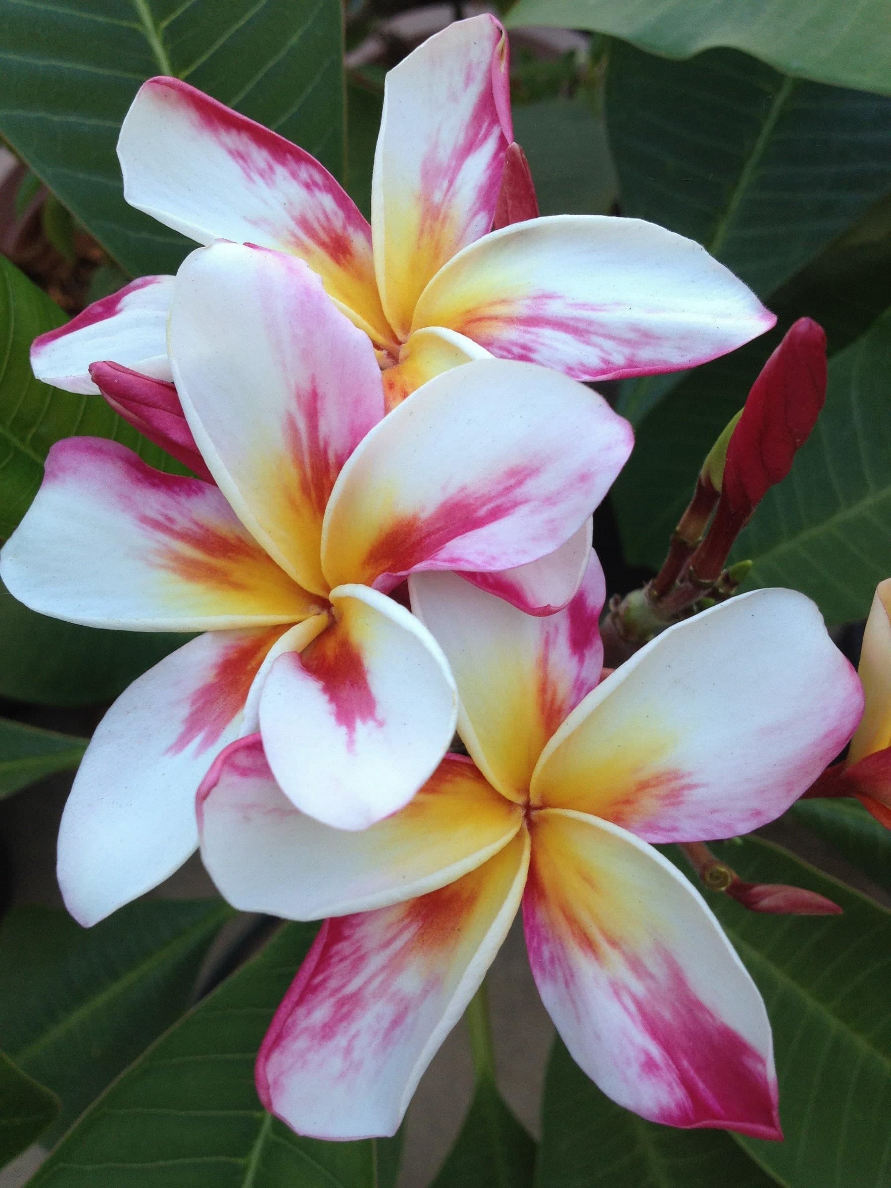 Plumeria "Arctic Star" rosa-bianca (Frangipani, Pomelia)