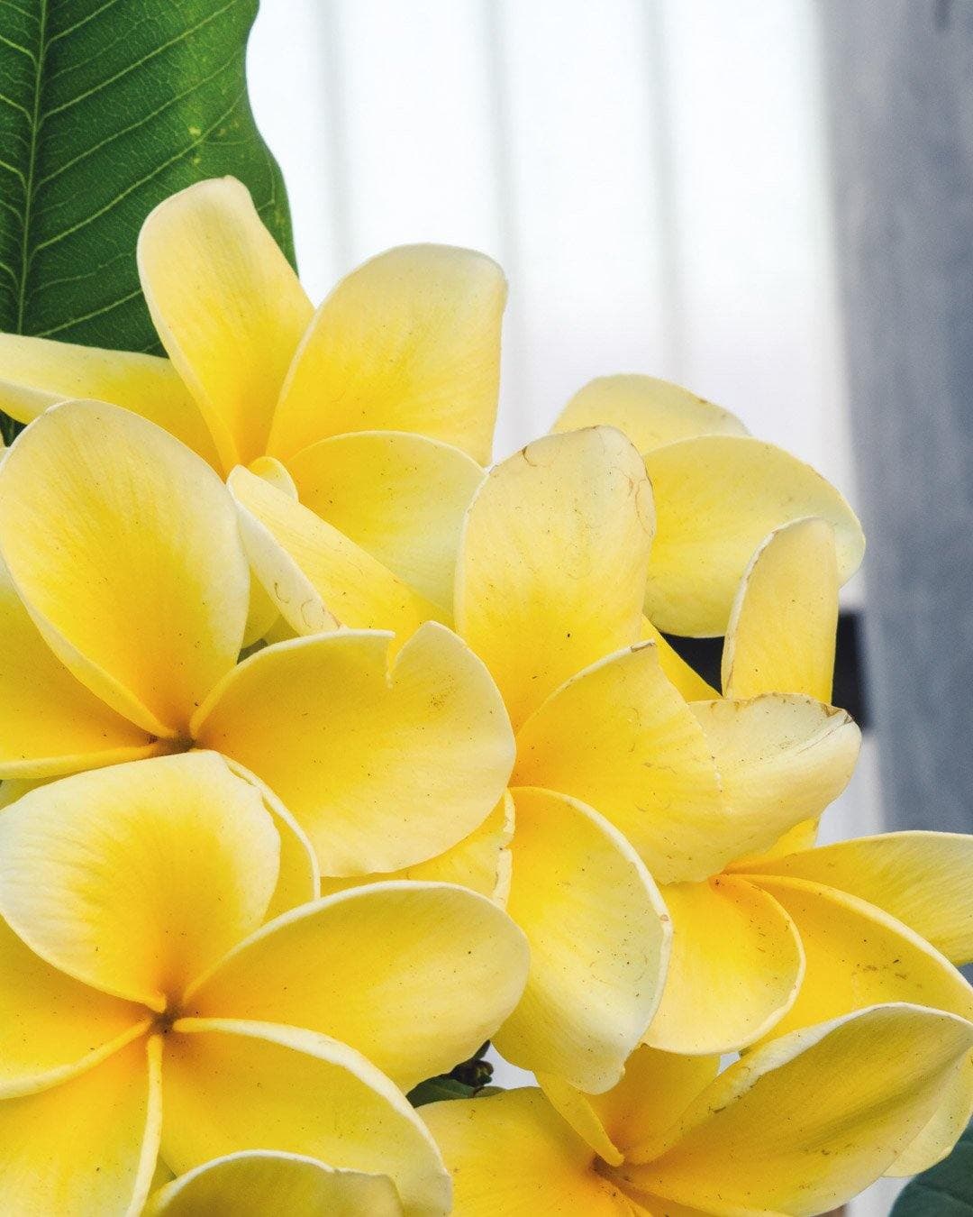 Plumeria "Angel's Touch" gialla (Frangipani, Pomelia) - 4