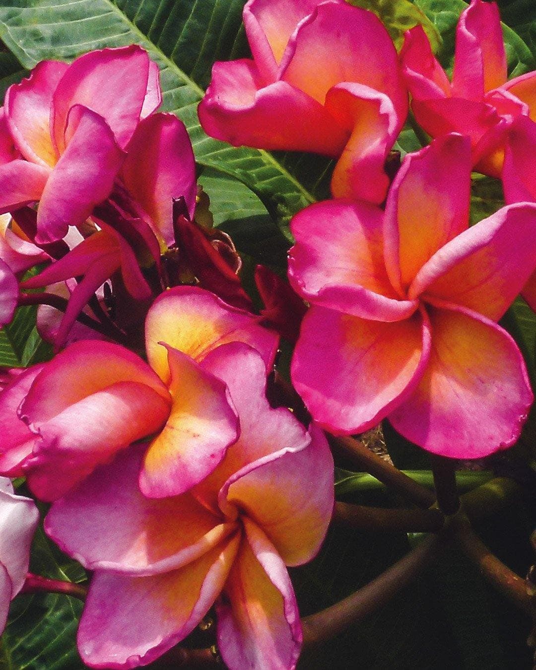 Plumeria "Allure" rosa-gialla (Frangipani, Pomelia)