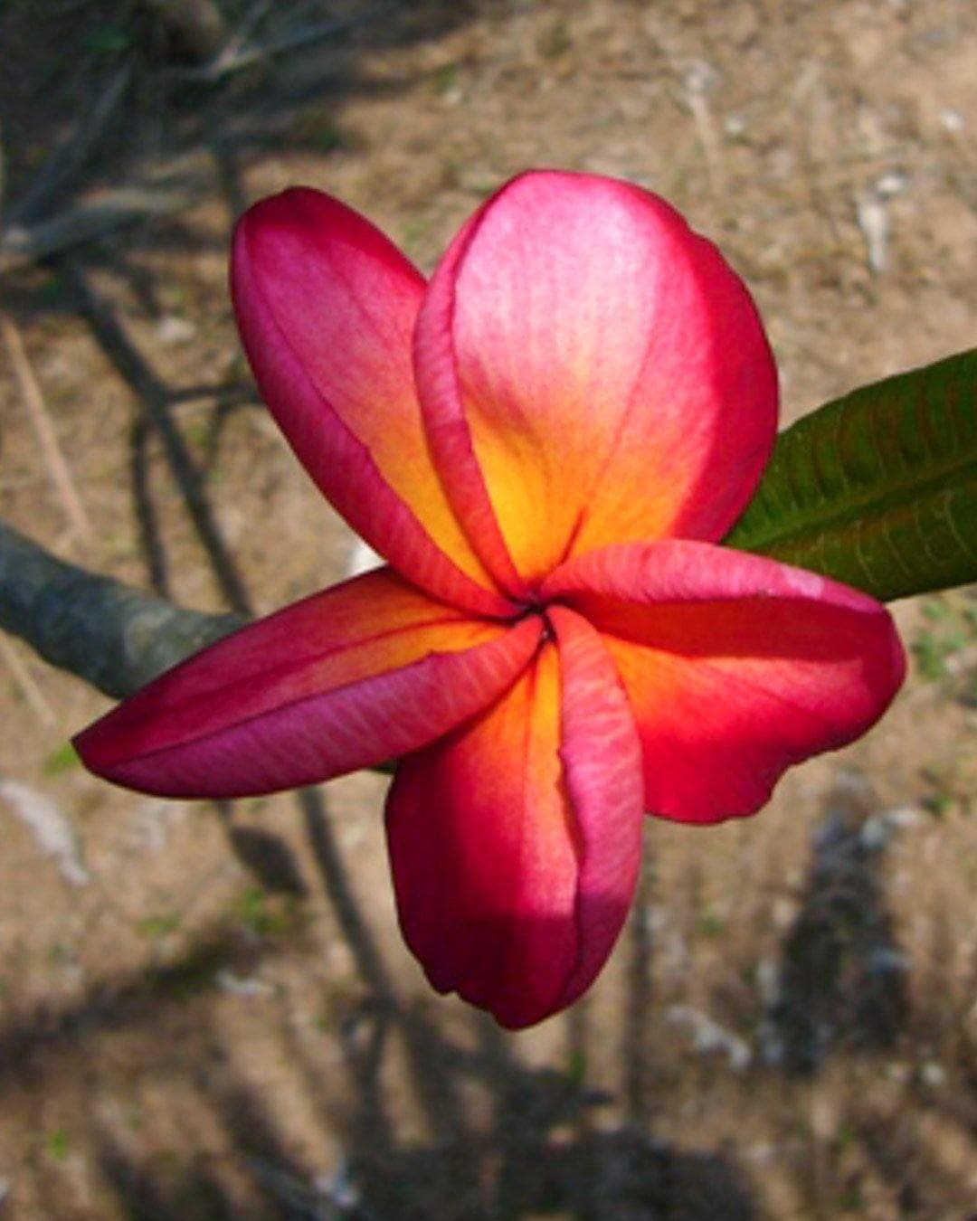 Plumeria "MoonGlo" rossa-gialla (Frangipani, Pomelia)