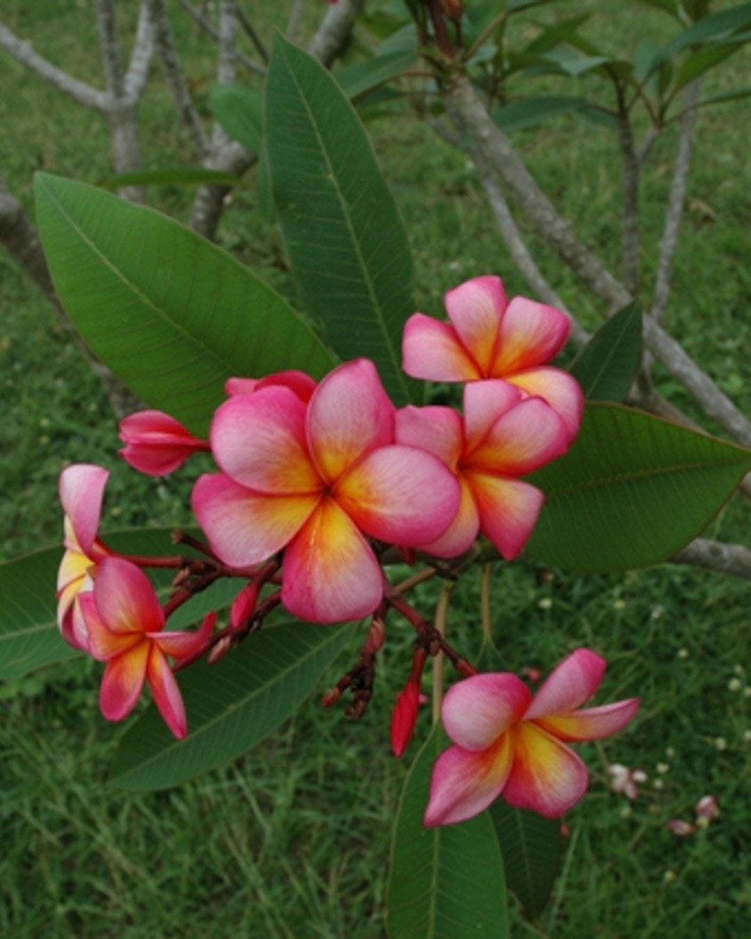 Plumeria "Diva" rosa-gialla (Frangipani, Pomelia) - 1