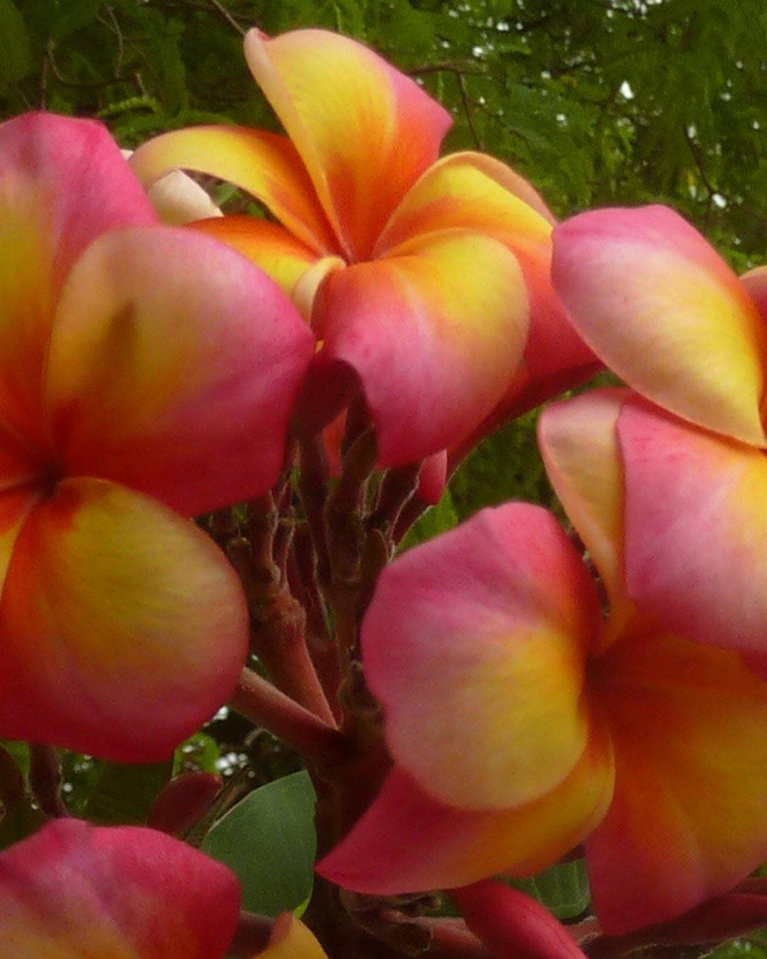Plumeria "Bolero" rosa-gialla (Frangipani, Pomelia) - 1