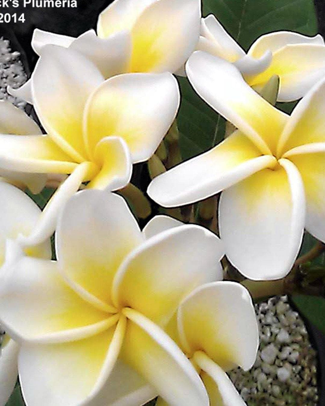 Plumeria "Lemon Ice" gialla-bianca (Frangipani, Pomelia) – M - Diametro 18 – Max Best Plants – giallo