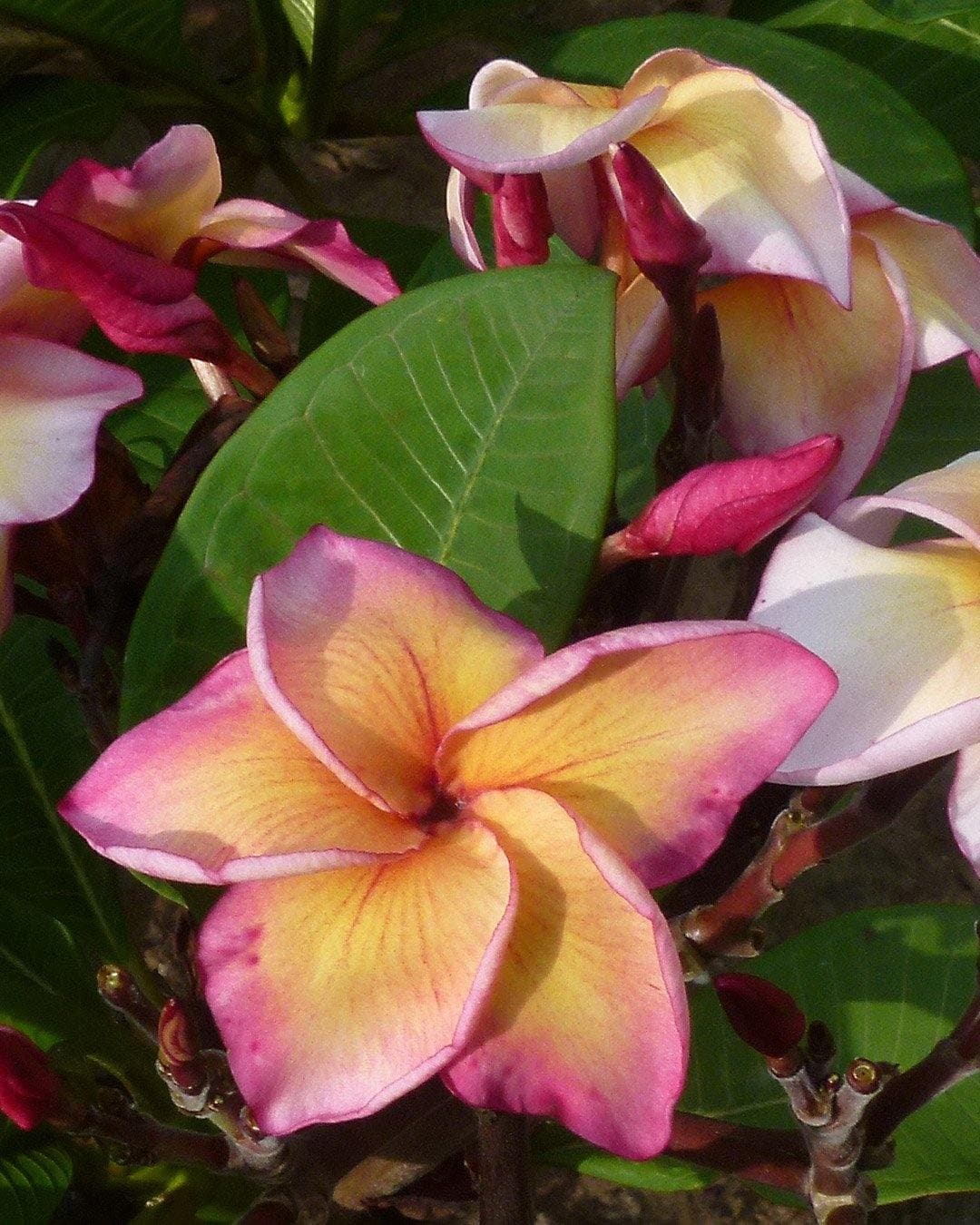 Plumeria "Legend" gialla-rosa (Frangipani, Pomelia)