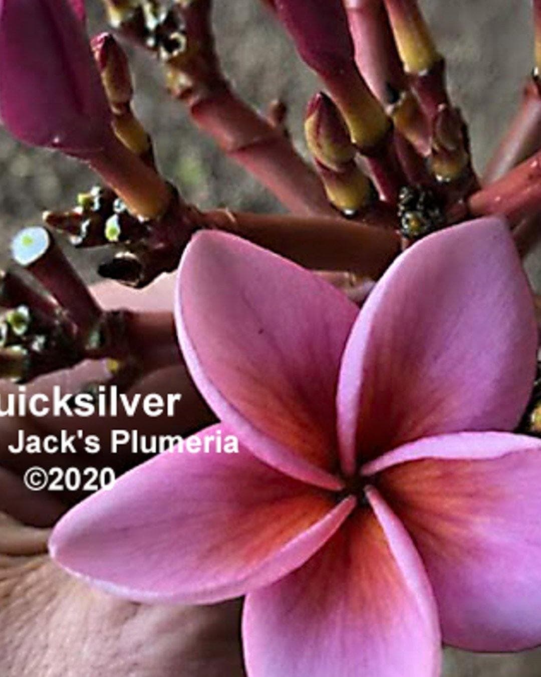 Plumeria "Quicksilver" viola (Frangipani, Pomelia) - 2