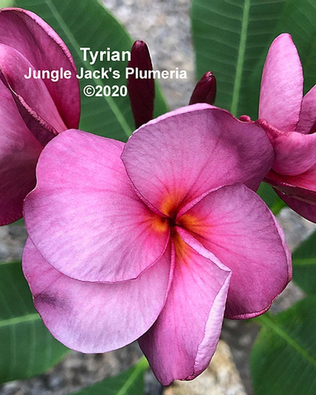 Plumeria "Tyrian" rosa (Frangipani, Pomelia) - 2
