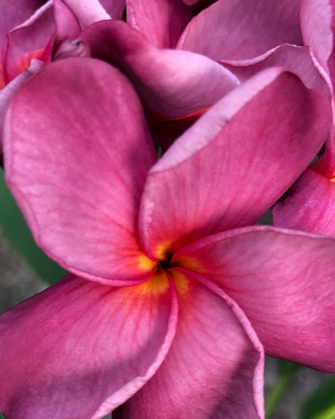 Plumeria "Tyrian" rosa (Frangipani, Pomelia) - 3