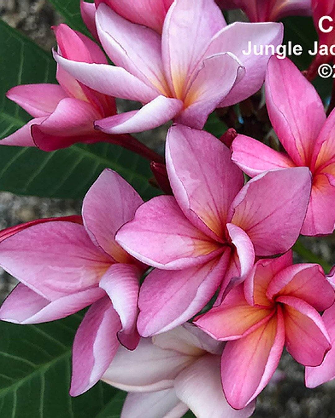 Plumeria "Coco" rosa (Frangipani, Pomelia) - 2