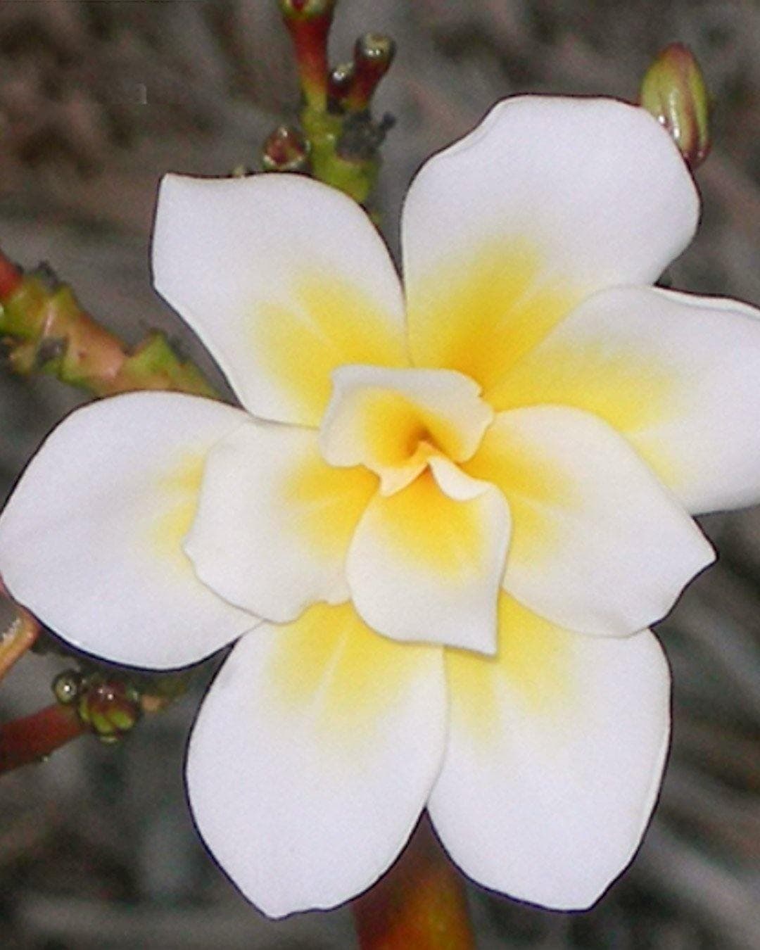 Plumeria "Bali Whirl" bianca-gialla (Frangipani, Pomelia) - 1