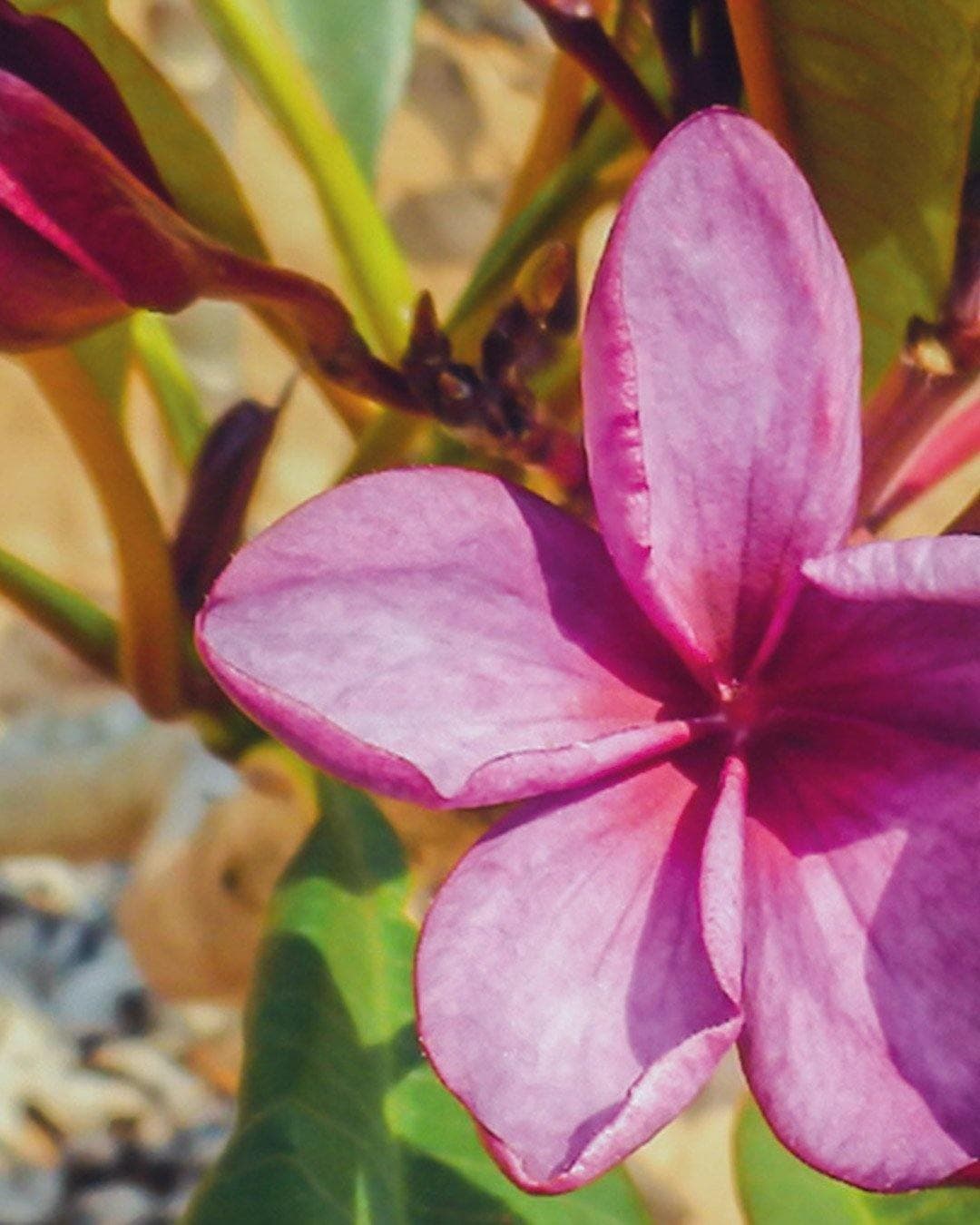Plumeria "Contessa" rossa (Frangipani, Pomelia) – M - Diametro 18 – Max Best Plants – viola