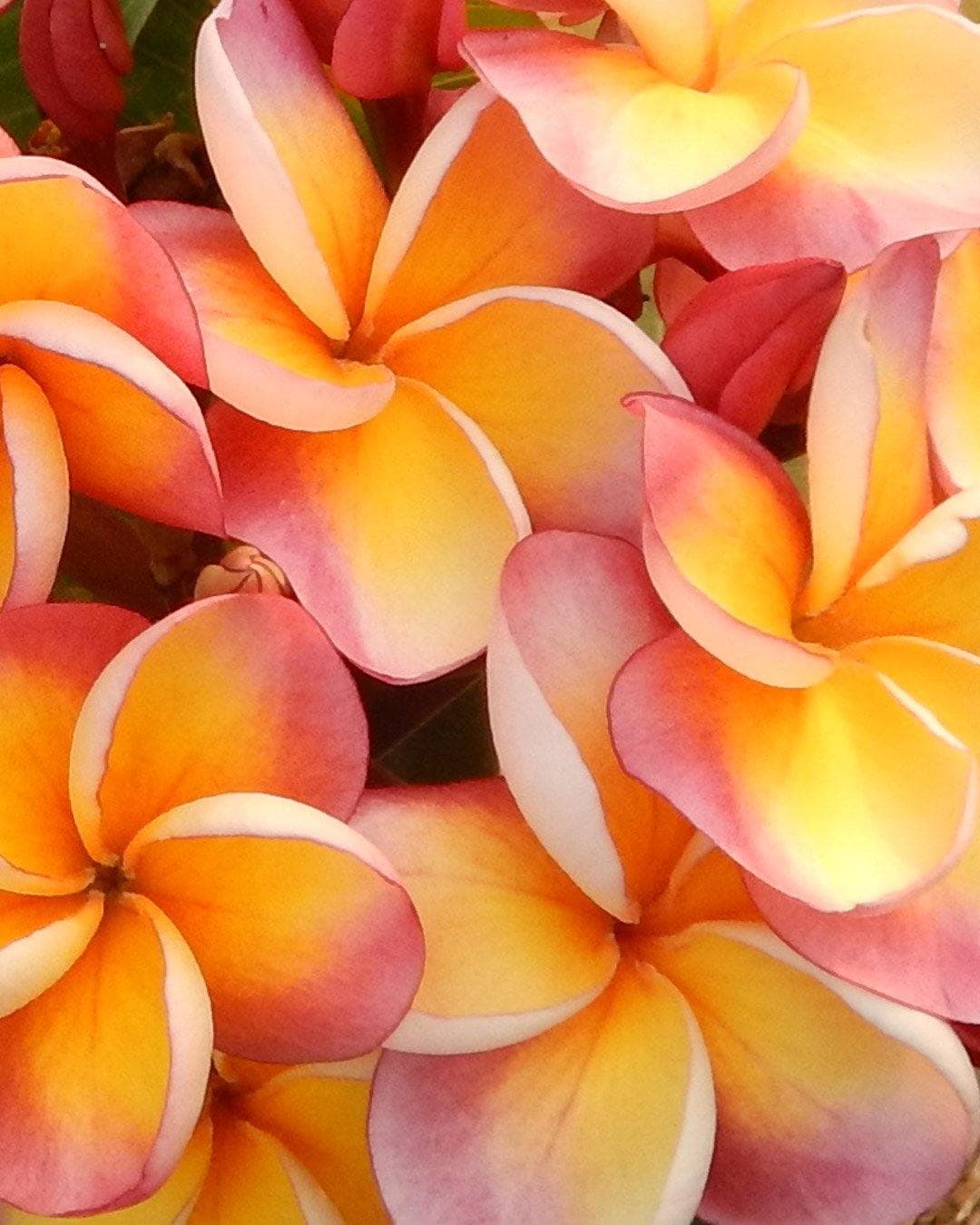 Plumeria "Hypnotic" rosa-gialla (Frangipani, Pomelia) - 1