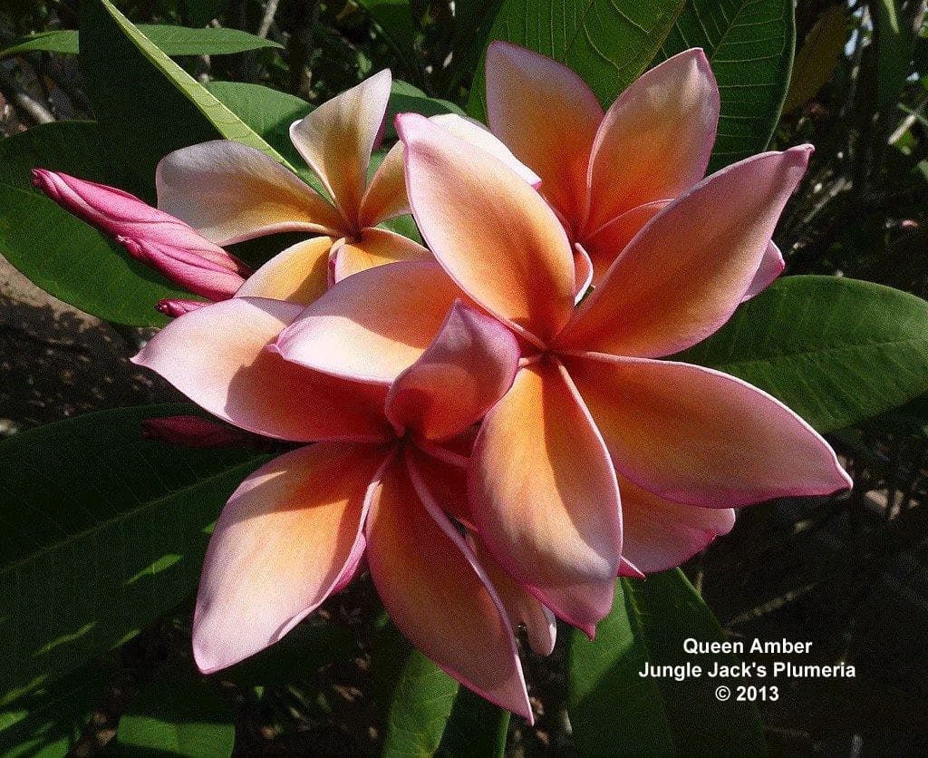 Plumeria "Queen Amber" rosa-arancione (Frangipani, Pomelia) - 1