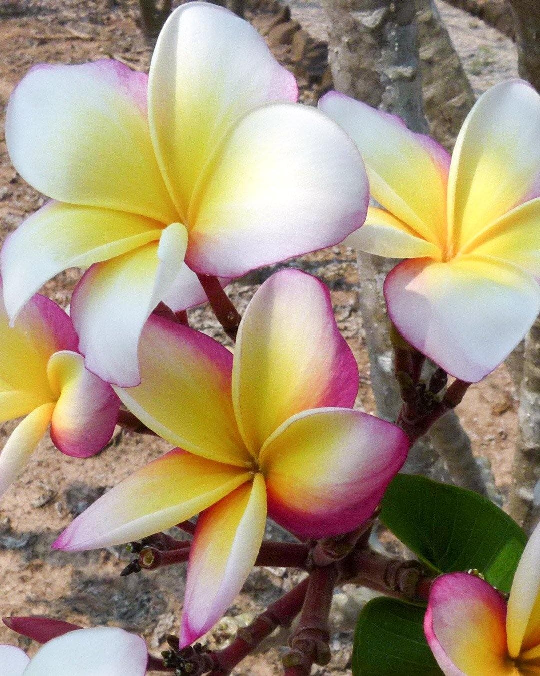 Plumeria "Incognito" gialla-rosa-bianca (Frangipani, Pomelia) – M- Diametro 18 – Max Best Plants – viola