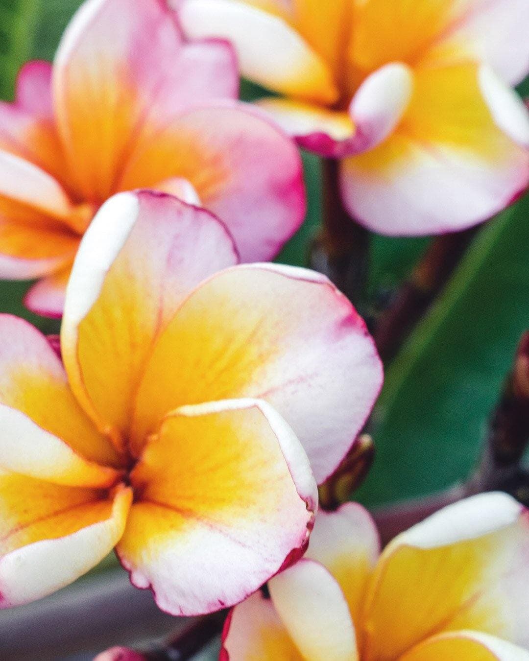 Plumeria "Heart's Desire" bianca-gialla (Frangipani, Pomelia) - 1