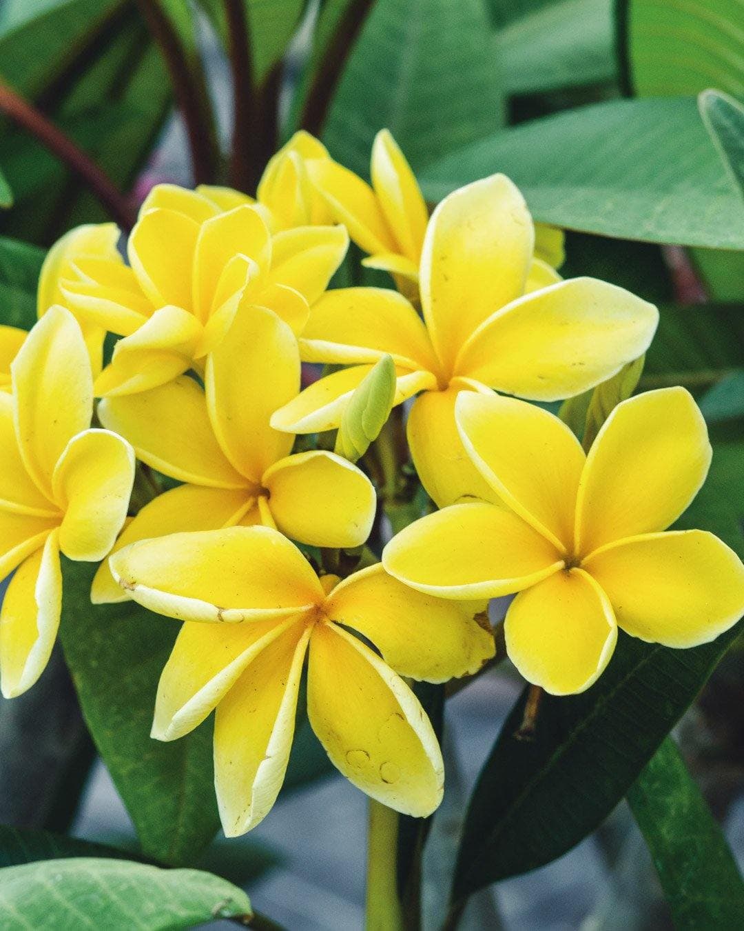 Plumeria "Inca Gold" gialla (Frangipani, Pomelia) - 4