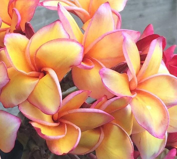 Plumeria "Golden Whisper" rosa-arancione (Frangipani, Pomelia) - 1
