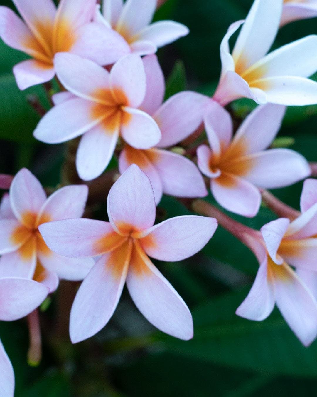Plumeria "Gemini" rosa-gialla (Frangipani, Pomelia) - 2