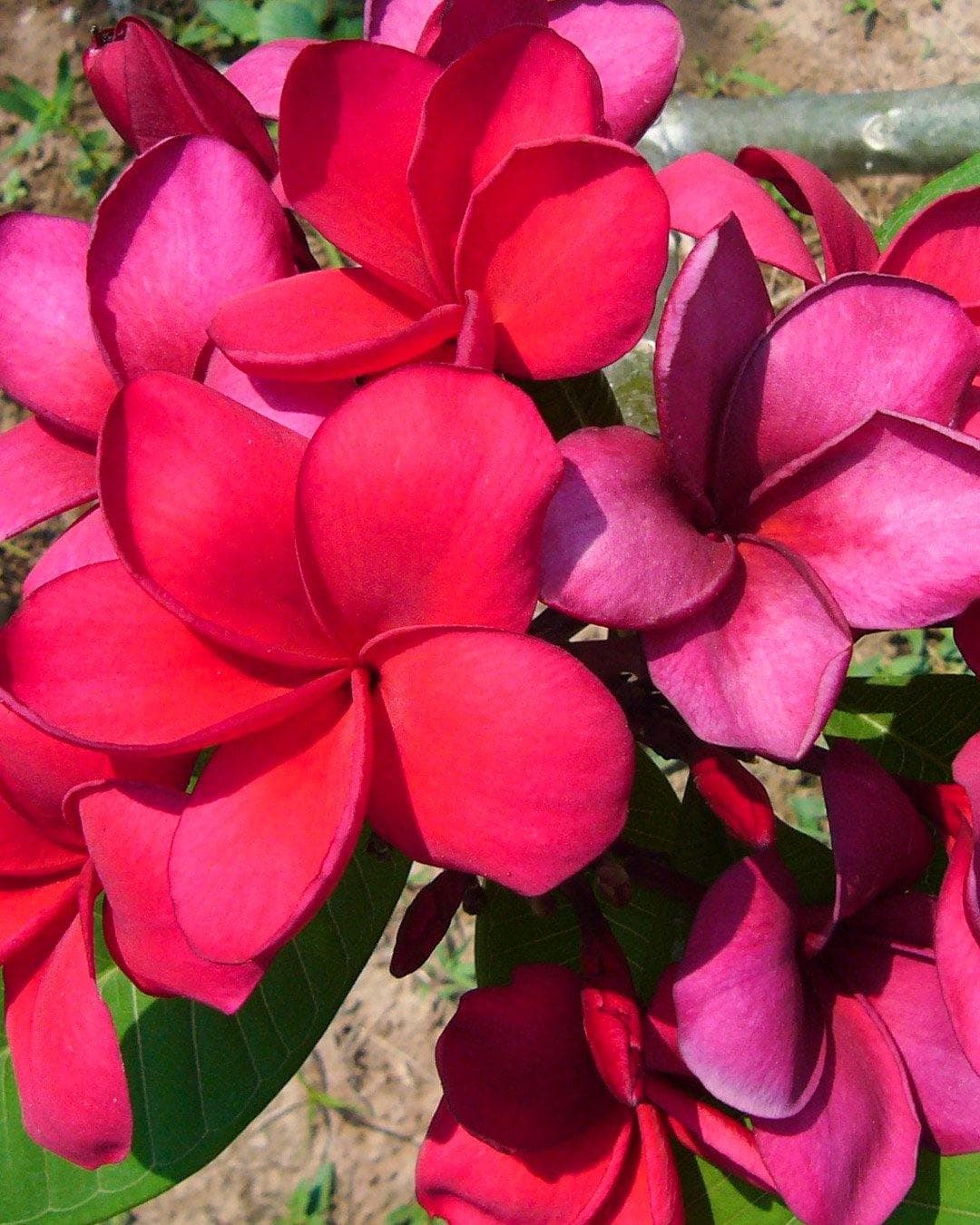 Plumeria "Red Hot" rossa (Frangipani, Pomelia) - 1