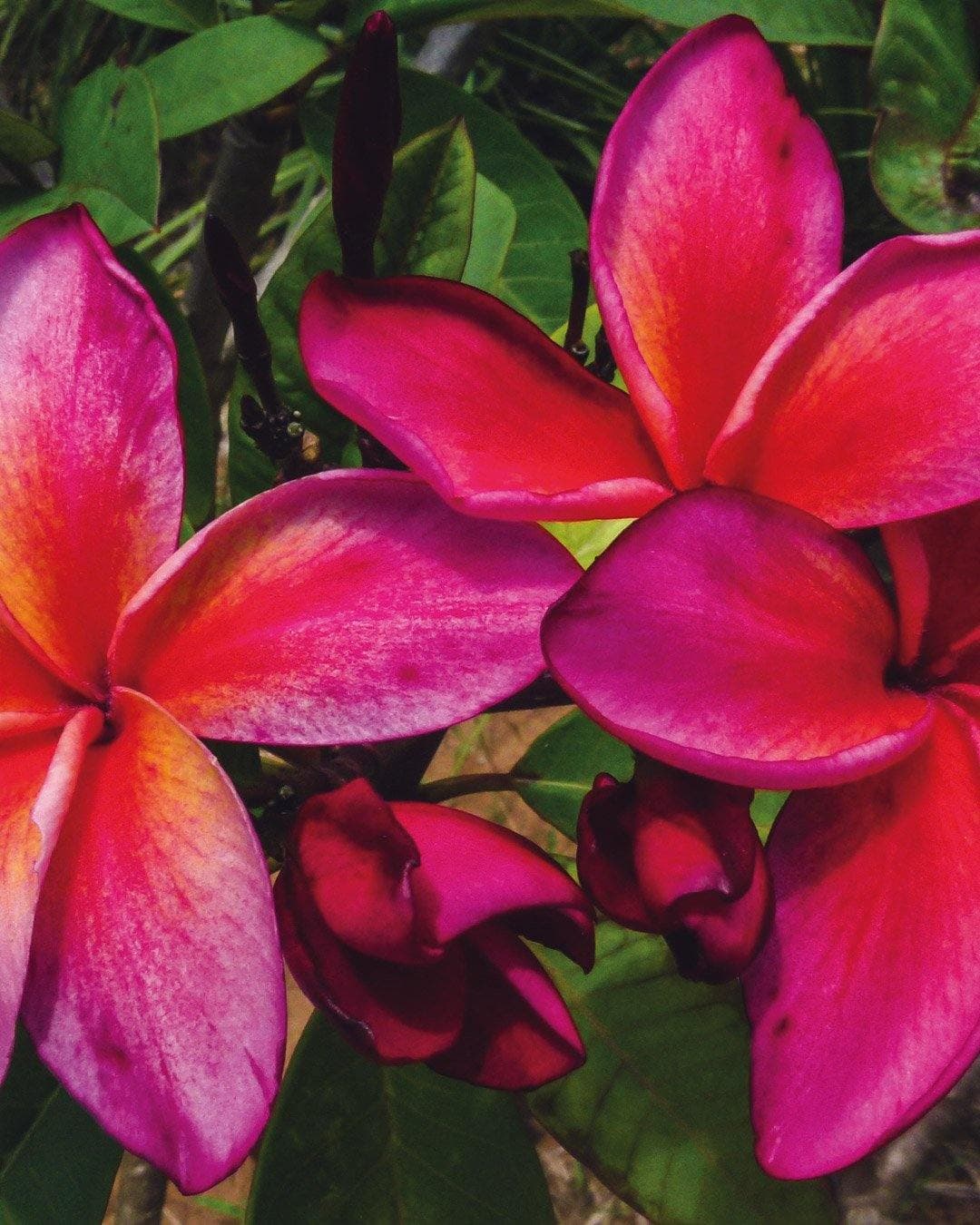 Plumeria "Fusion" rosa-rossa (Frangipani, Pomelia)