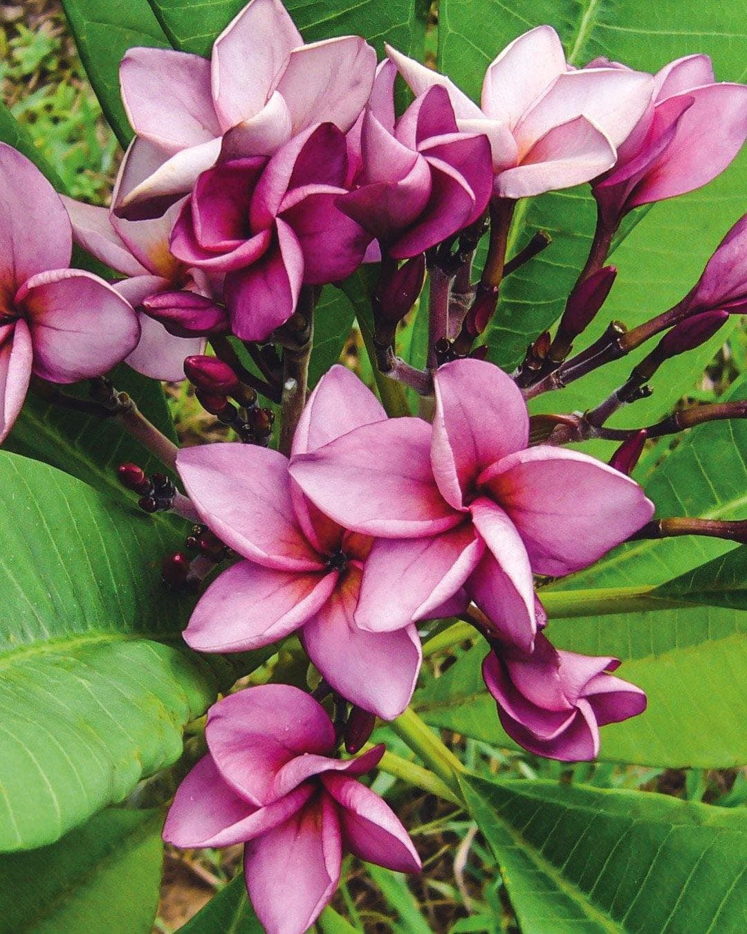 Plumeria "Purple Jack" viola (Frangipani, Pomelia) – M - Diametro 18 – Max Best Plants – pianta