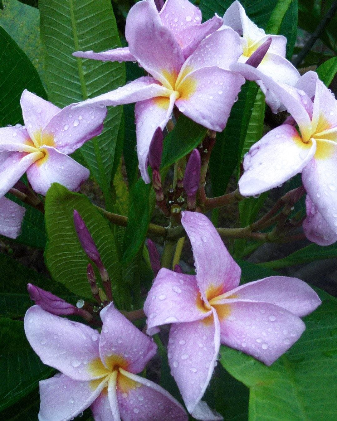 Plumeria "Fuji Mist" viola-gialla (Frangipani, Pomelia) - 1
