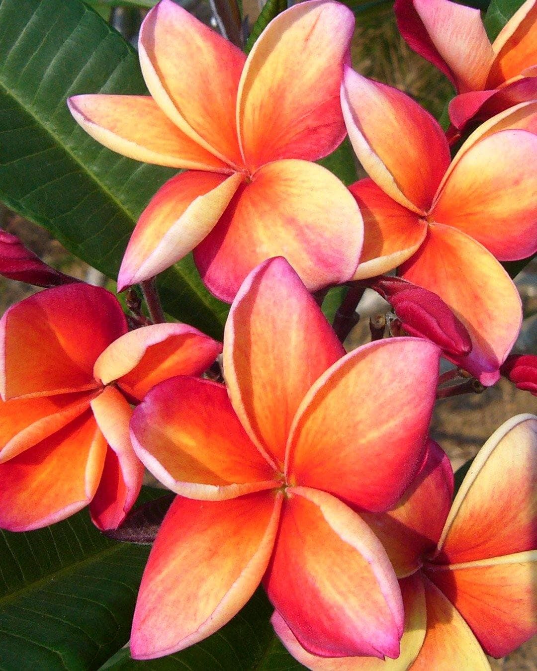 Plumeria "Firestorm" rossa-arancione (Frangipani, Pomelia) - 1